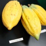 Se Inaugura el Primer Centro de investigación para el Cacao Venezolano